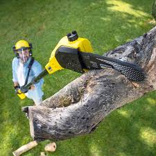 Tree and Shrub Care in Ceredo, WV