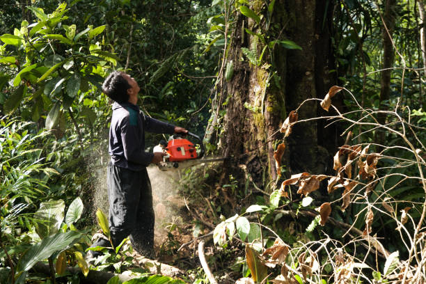 How Our Tree Care Process Works  in  Ceredo, WV