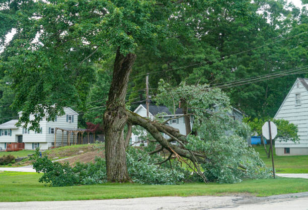 Best Tree Removal  in Ceredo, WV