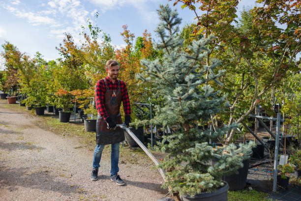 Reliable Ceredo, WV Tree Services Solutions